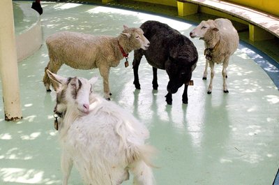 🌳 에도가와구 자연 동물원(에도가와쿠 시젠 도부츠엔) 이미지 10